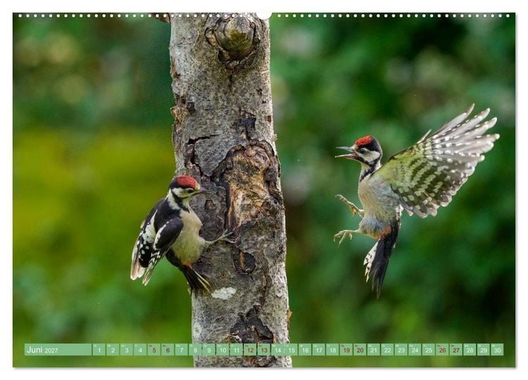 Produktbild: Buntspechte im Flug (hochwertiger Premium Wandkalender 2027 DIN A2 quer), Kunstdruck in Hochglanz