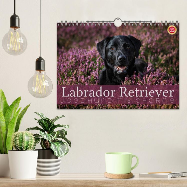 Produktbild: Labrador Retriever - Jagdhund mit Charme (Wandkalender 2026 DIN A4 quer), CALVENDO Monatskalender