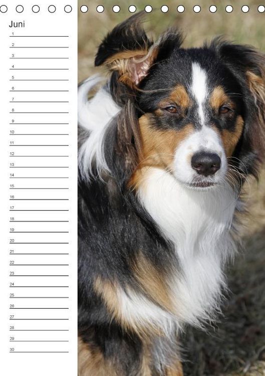 Produktbild: Der Aussie - Geburtstagskalender (Tischkalender immerw&auml;hrend DIN A5 hoch)