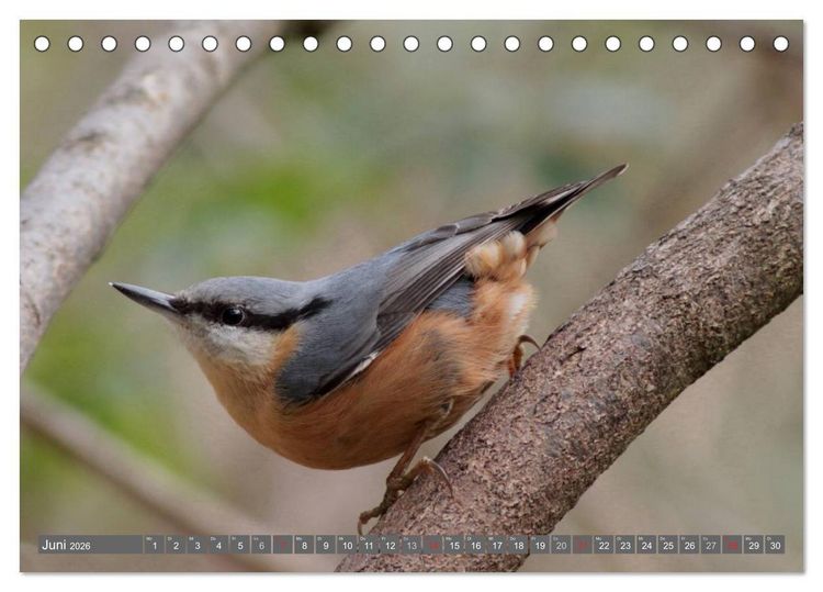 Produktbild: V&ouml;gel ganz nah (Tischkalender 2026 DIN A5 quer), CALVENDO Monatskalender