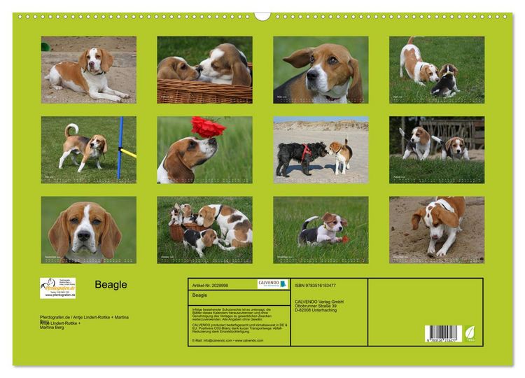 Produktbild: Beagle (Wandkalender 2026 DIN A2 quer), CALVENDO Monatskalender
