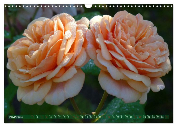 Produktbild: Le moment des roses (Calendrier mural 2026 DIN A3 vertical), CALVENDO calendrier mensuel