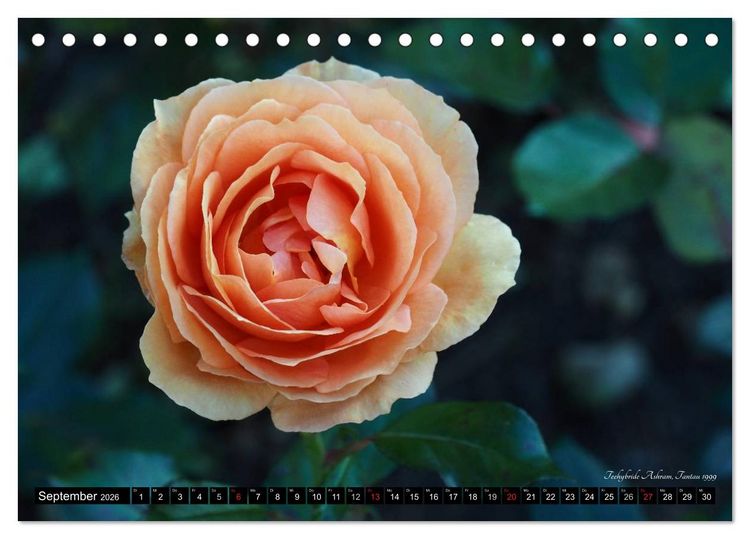 Produktbild: Edle Rosen (Tischkalender 2026 DIN A5 quer), CALVENDO Monatskalender