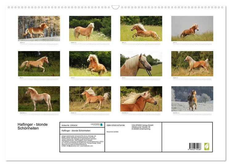 Produktbild: Haflinger - blonde Sch&ouml;nheiten (Wandkalender 2027 DIN A2 quer), CALVENDO Monatskalender