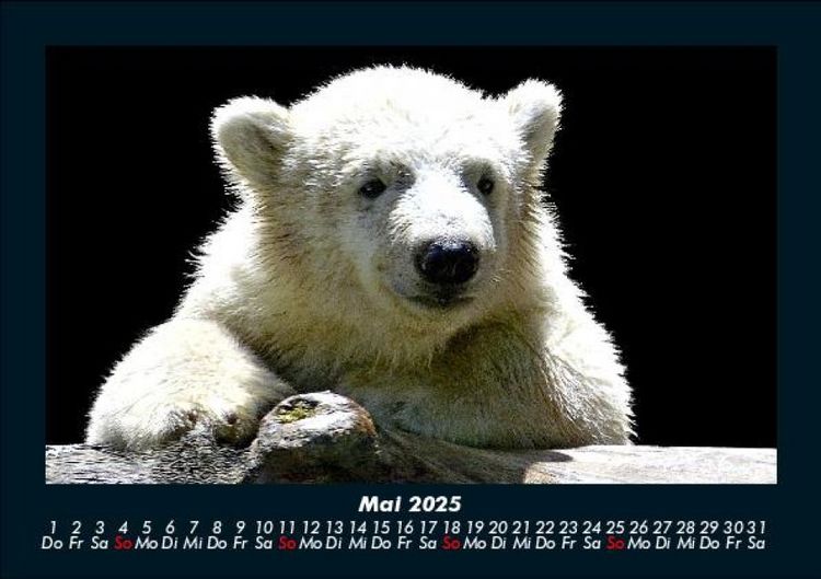 Produktbild: Pinguine & Eisb&auml;ren 2025 Fotokalender DIN A5