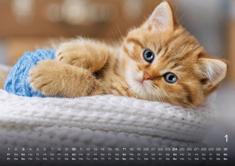 Produktbild: Miau Kids - kleine Tiger ganz gro&szlig; - Der Katzenkalender - 2027 - Kalender DIN A2