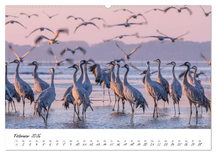 Produktbild: Kraniche am Schlafplatz - im Naturparadies der Mecklenburgischen Seenplatte (hochwertiger Premium Wandkalender 2026 DIN A2 quer), Kunstdruck in Hochglanz