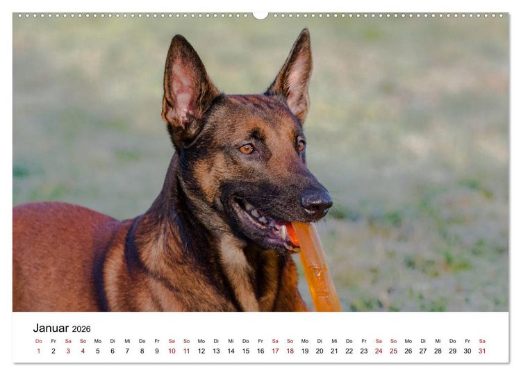 Produktbild: Malinois - Wahnsinn auf vier Pfoten (hochwertiger Premium Wandkalender 2026 DIN A2 quer), Kunstdruck in Hochglanz