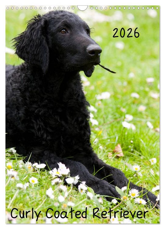 Produktbild: Curly Coated Retriever 2026 (Wandkalender 2026 DIN A3 hoch), CALVENDO Monatskalender