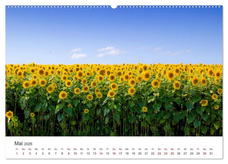 Produktbild: Sonnenblumen - Erstrahlen im freundlichen Gelb. (hochwertiger Premium Wandkalender 2026 DIN A2 quer), Kunstdruck in Hochglanz
