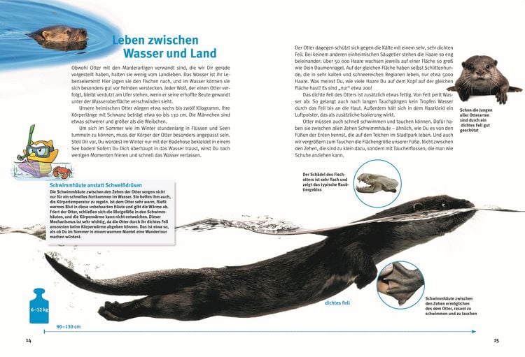 Produktbild: Entdecke die Otter