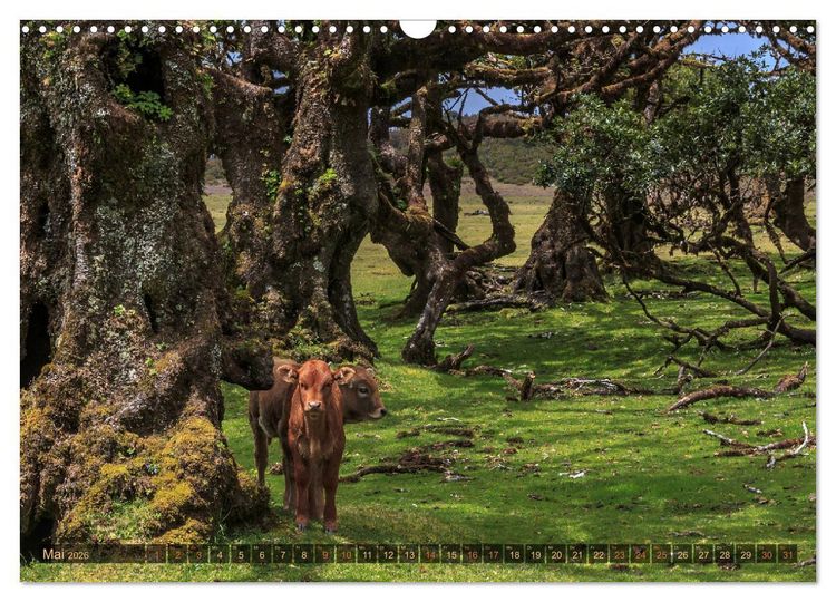 Produktbild: Madeira, Insel zwischen Himmel und Meer (Wandkalender 2026 DIN A3 quer), CALVENDO Monatskalender