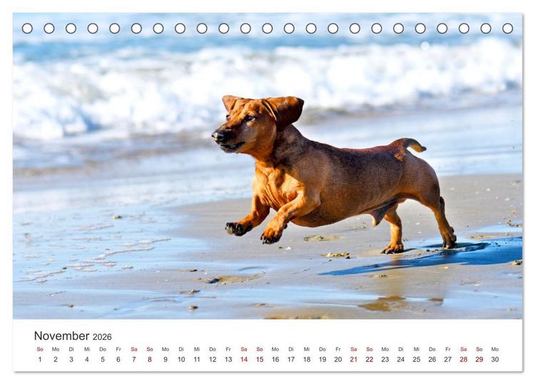 Produktbild: Dackelblicke - Lassen Herzen erw&auml;rmen. (Tischkalender 2026 DIN A5 quer), CALVENDO Monatskalender