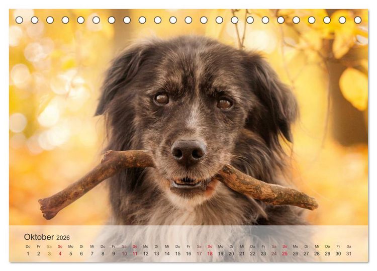Produktbild: Hunde 2026 - Treue Begleiter (Tischkalender 2026 DIN A5 quer), CALVENDO Monatskalender
