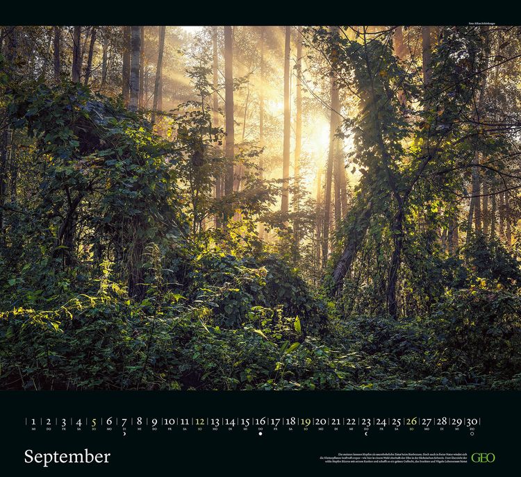 Produktbild: GEO Kalender: Sehnsucht Wald 2027