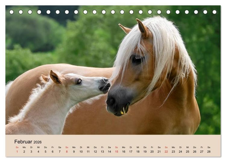 Produktbild: Haflinger Fohlen (Tischkalender 2026 DIN A5 quer), CALVENDO Monatskalender