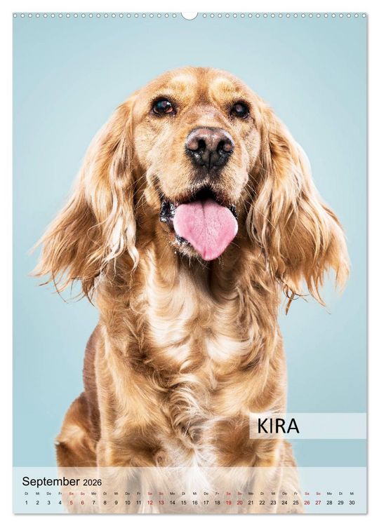 Produktbild: Hundekalender - Hunderassen im Portrait (Wandkalender 2026 DIN A2 hoch), CALVENDO Monatskalender