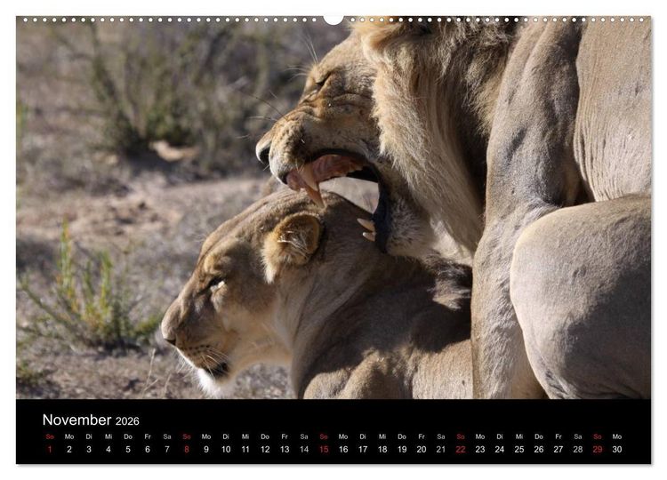 Produktbild: L&ouml;wen - K&ouml;nige der Tiere (Wandkalender 2026 DIN A2 quer), CALVENDO Monatskalender