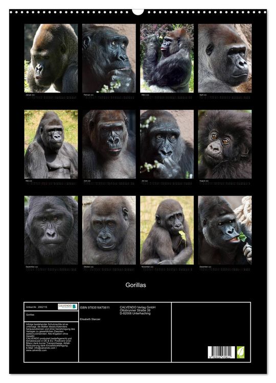 Produktbild: Gorillas (Wandkalender 2026 DIN A2 hoch), CALVENDO Monatskalender