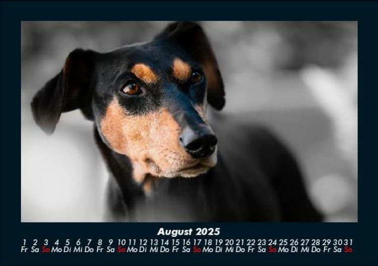 Produktbild: Hundezauber 2025 Fotokalender DIN A5