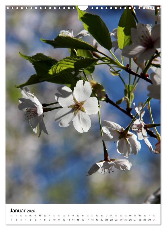 Produktbild: Japan - Kirschbl&uuml;ten (Wandkalender 2026 DIN A3 hoch), CALVENDO Monatskalender