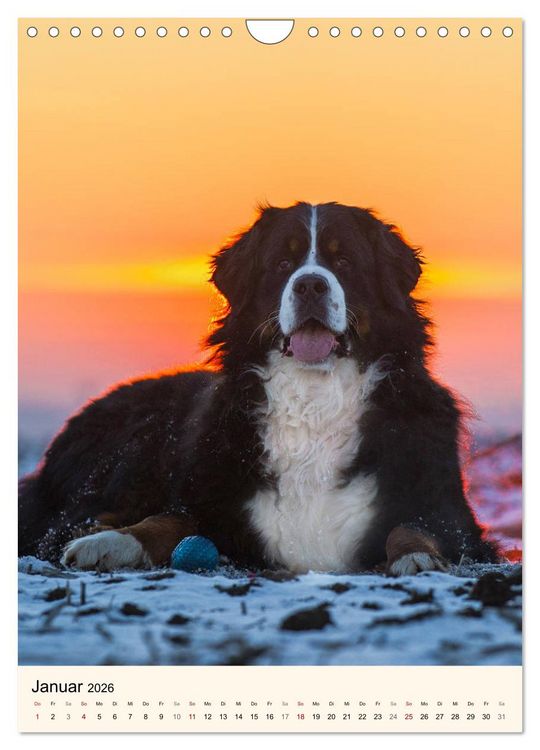 Produktbild: Die sch&ouml;nste Rasse der Welt - Berner Sennenhund (Wandkalender 2026 DIN A4 hoch), CALVENDO Monatskalender