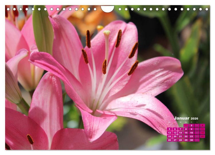 Produktbild: Lilien (Lilium) (Wandkalender 2026 DIN A4 quer), CALVENDO Monatskalender