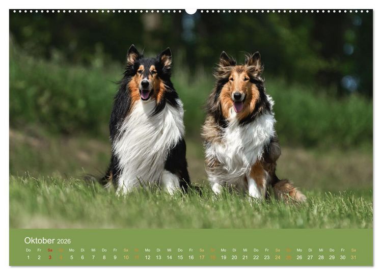 Produktbild: Fantastische Collies - Sieger der Herzen (Wandkalender 2026 DIN A2 quer), CALVENDO Monatskalender
