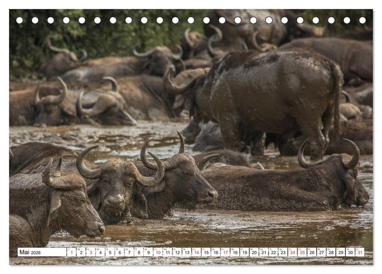 Produktbild: Wunderwelt der Tiere - S&uuml;dafrika (Tischkalender 2026 DIN A5 quer), CALVENDO Monatskalender