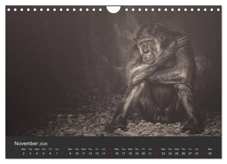Produktbild: African Souls African animals with soul (Wall Calendar 2026 DIN A4 landscape), CALVENDO 12 Month Wall Calendar