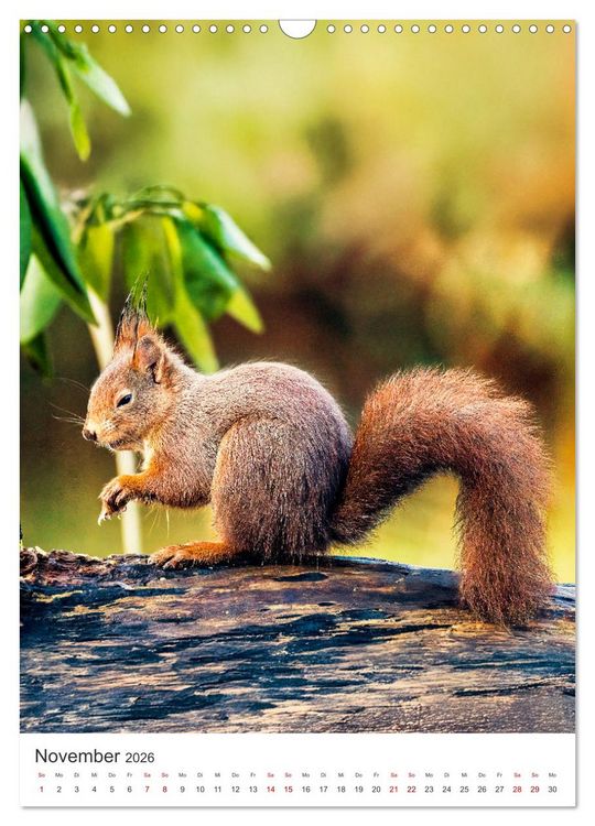 Produktbild: Niedlicher Nager - Das Eichh&ouml;rnchen (Wandkalender 2026 DIN A3 hoch), CALVENDO Monatskalender