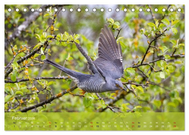 Produktbild: Kuckuck,Kuckuck,rufts aus dem Wald (Tischkalender 2026 DIN A5 quer), CALVENDO Monatskalender