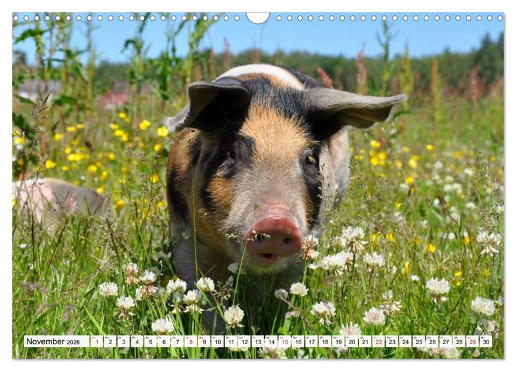 Produktbild: Von S&auml;uen die Schwein haben! (Wandkalender 2026 DIN A3 quer), CALVENDO Monatskalender