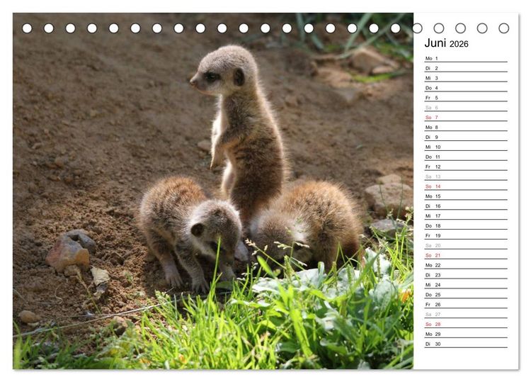 Produktbild: Erdm&auml;nnchen - Die Kobolde im Tierreich (Tischkalender 2026 DIN A5 quer), CALVENDO Monatskalender