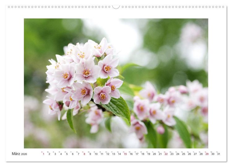 Produktbild: Bl&uuml;ten eines Sommers (hochwertiger Premium Wandkalender 2026 DIN A2 quer), Kunstdruck in Hochglanz