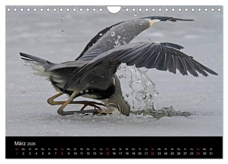 Produktbild: Aus dem Leben der Graureiher (Wandkalender 2026 DIN A4 quer), CALVENDO Monatskalender