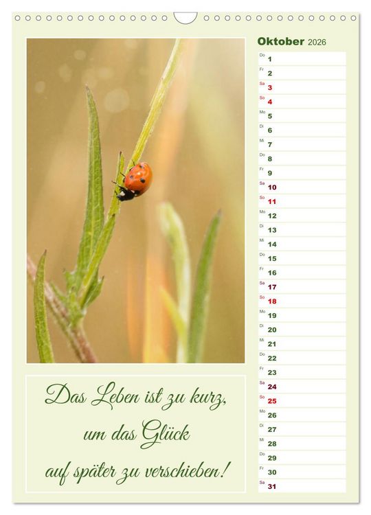 Produktbild: Marienk&auml;fer, Gl&uuml;cksbringer mit sieben Punkten (Wandkalender 2026 DIN A3 hoch), CALVENDO Monatskalender