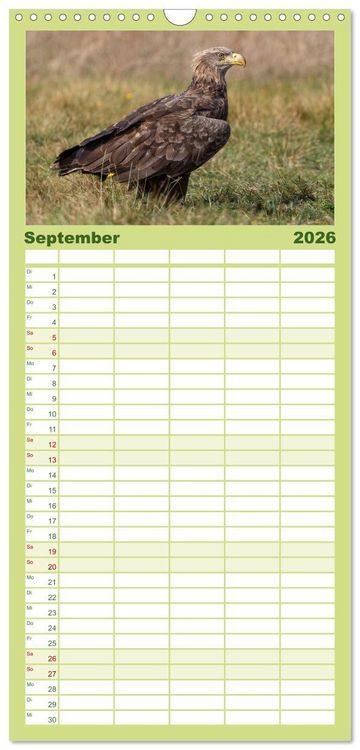 Produktbild: Familienplaner 2026 - Seeadler in Polen mit 5 Spalten (Wandkalender, 21 x 45 cm) CALVENDO