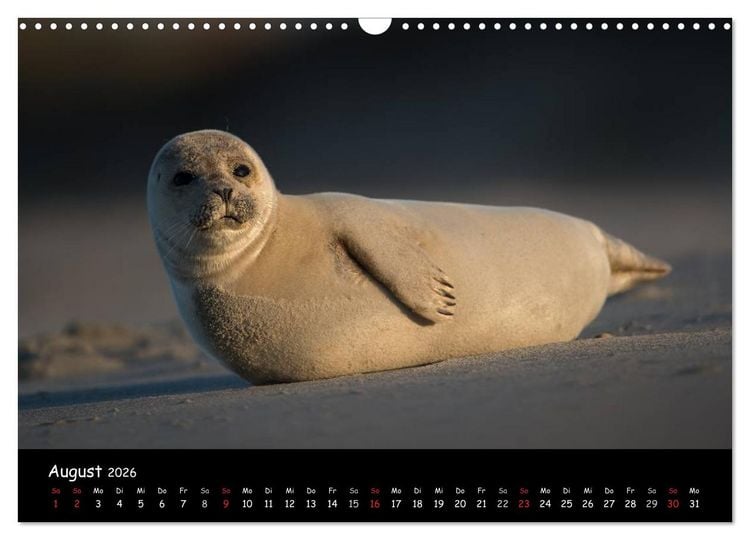 Produktbild: Robben auf Helgoland 2026 (Wandkalender 2026 DIN A3 quer), CALVENDO Monatskalender