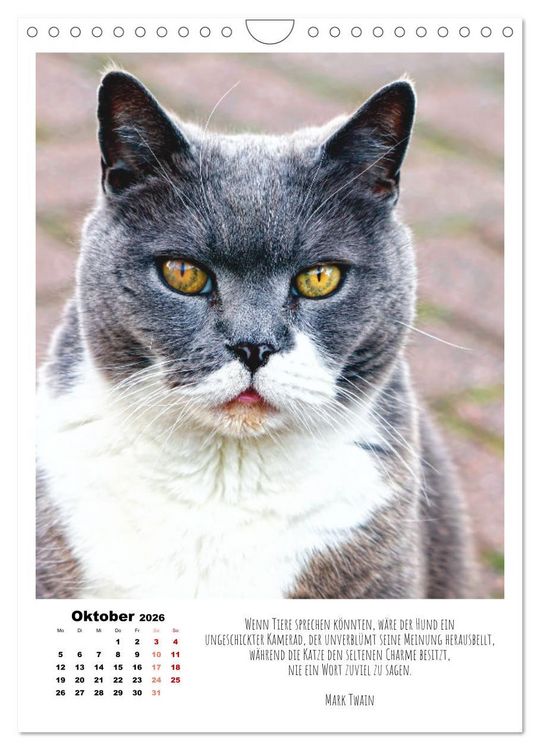 Produktbild: Stubentiger im Portrait (Wandkalender 2026 DIN A4 hoch), CALVENDO Monatskalender