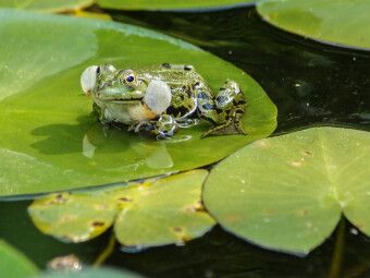 Produktbild: CALVENDO Puzzle Froschkonzert | 1000 Teile Lege-Gr&ouml;&szlig;e 64x48cm Foto-Puzzle f&uuml;r gl&uuml;ckliche Stunden