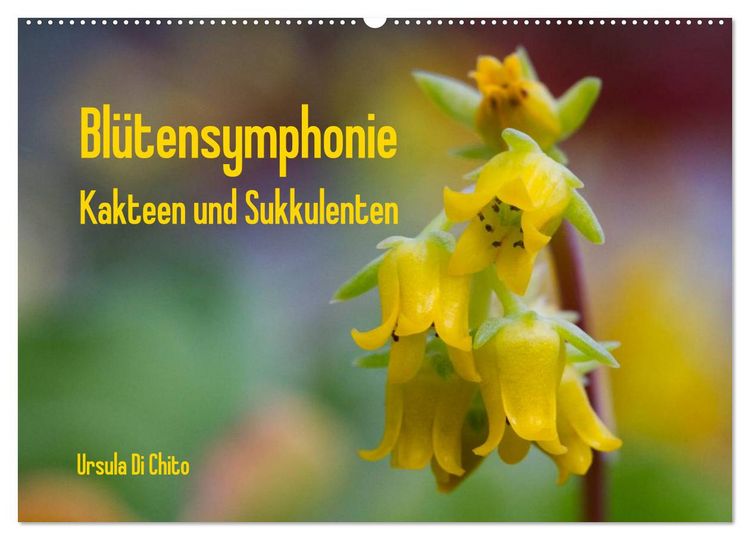 Produktbild: Bl&uuml;tensymphonie - Kakteen und Sukkulenten (Wandkalender 2026 DIN A2 quer), CALVENDO Monatskalender