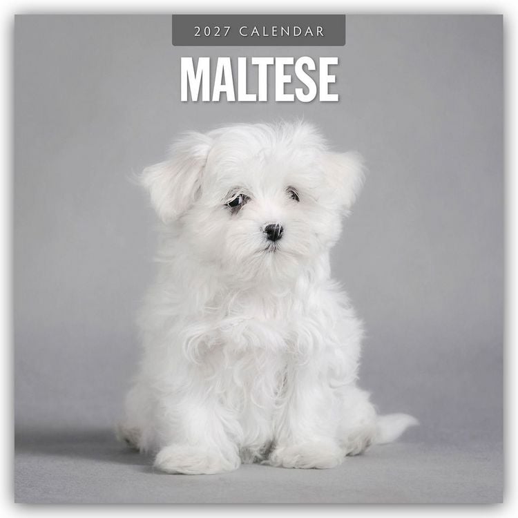 Produktbild: Maltese &ndash; Malteser 2027 &ndash; 16-Monatskalender