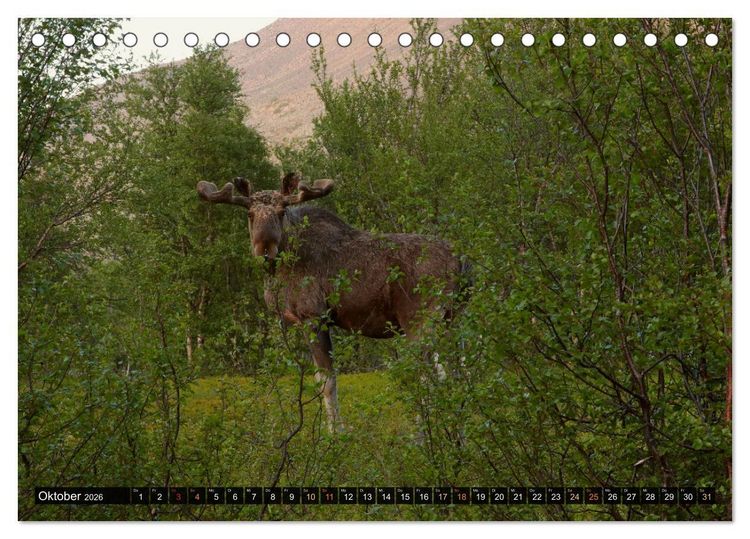 Produktbild: Die grandiose Tierwelt von Finnland (Tischkalender 2026 DIN A5 quer), CALVENDO Monatskalender