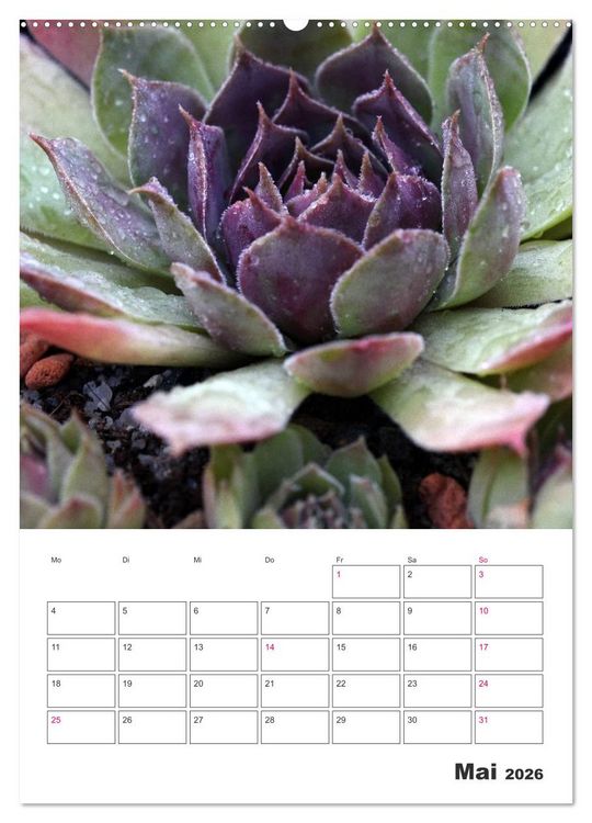 Produktbild: Ich liebe Sempervivum (Wandkalender 2026 DIN A2 hoch), CALVENDO Monatskalender