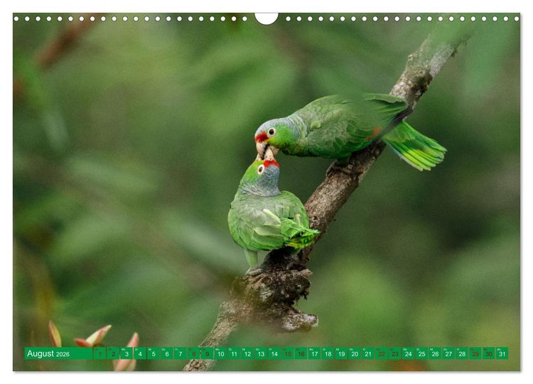 Produktbild: Papageien (Wandkalender 2026 DIN A3 quer), CALVENDO Monatskalender