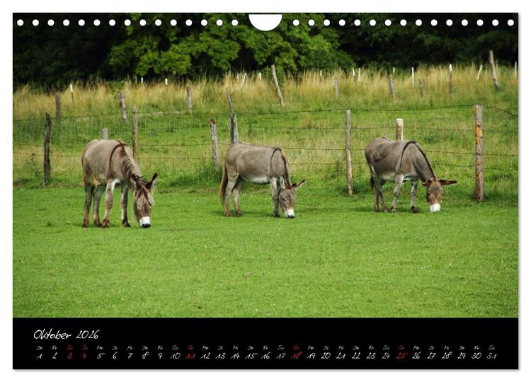 Produktbild: Esel - liebenswerte Langohren (Wandkalender 2026 DIN A4 quer), CALVENDO Monatskalender