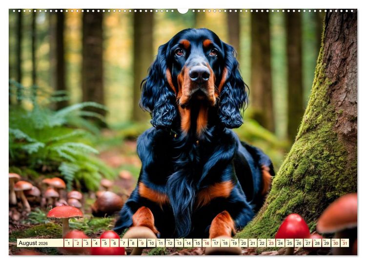 Produktbild: Gordon Setter - elegant powerhouse (High Quality Premium Wall Calendar 2026 DIN A2 landscape),CALVENDO 12 Month Wall Calendar