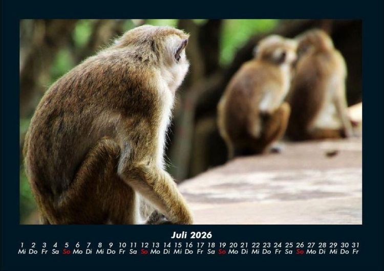 Produktbild: Welt der Tiere 2026 Fotokalender DIN A4