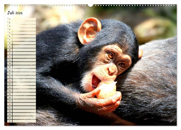 Produktbild: Zauberhafte Affenkinder. S&uuml;&szlig;er geht&acute;s nicht! (hochwertiger Premium Wandkalender 2026 DIN A2 quer), Kunstdruck in Hochglanz